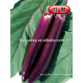 Hybrid eggplant seeds-Hong Yan